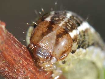  Chenille de Xestia agathina Dup. - �Philippe Mothiron