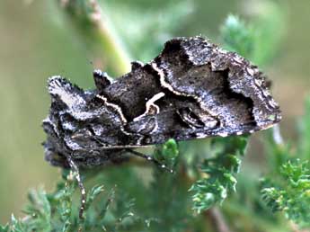 Syngrapha ain Hochenwart adulte - �Tristan Lafranchis