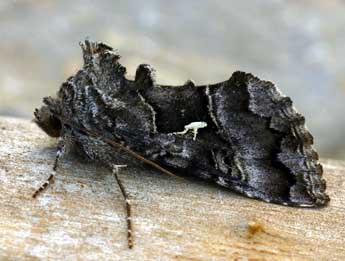 Syngrapha ain Hochenwart adulte - �Daniel Morel