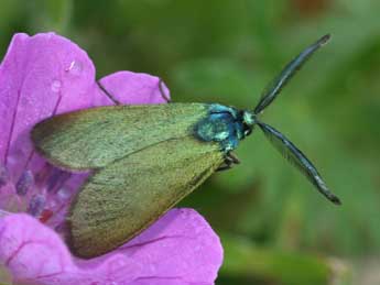 Adscita dujardini Ef. & Tarm. adulte - �Daniel Morel