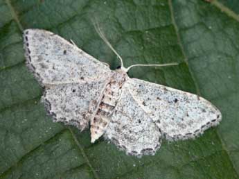Idaea incisaria albarracina Reiss. adulte - �Daniel Morel