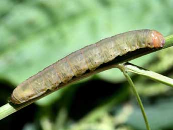  Chenille de Sideridis turbida Esp. - �Serge Wambeke