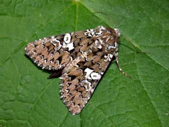 Hadena albimacula Bkh. adulte - �Philippe Mothiron