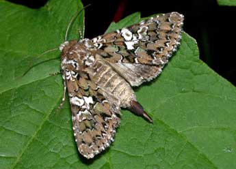 Hadena albimacula Bkh. adulte - �Philippe Mothiron