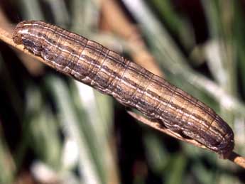  Chenille de Mythimna albipuncta D. & S. - �Serge Wambeke
