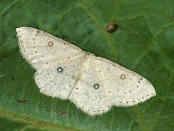 Cyclophora albipunctata Hfn. adulte - �Daniel Morel
