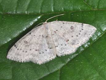Cyclophora albipunctata Hfn. adulte - �Philippe Mothiron