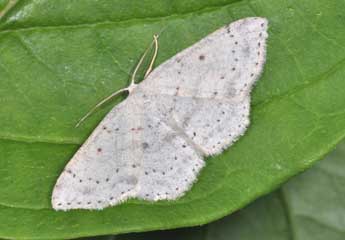 Cyclophora albipunctata Hfn. adulte - �Philippe Mothiron