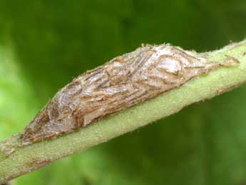  Chrysalide de Meganola albula D. & S. - �Serge Wambeke