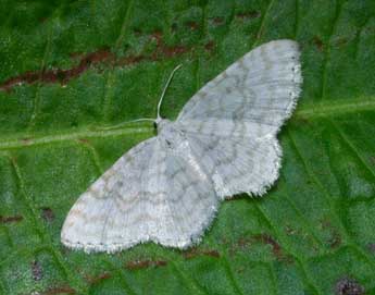 Asthena albulata Hfn. adulte - �Philippe Mothiron