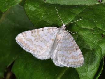 Perizoma albulata D. & S. adulte - �Philippe Mothiron