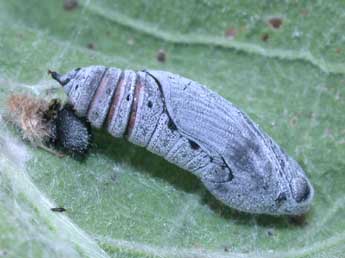  Chrysalide de Carcharodus alceae Esp. - �Philippe Mothiron