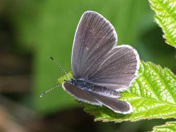 Cupido alcetas Hoffmsg adulte - �Fran�ois Fournier