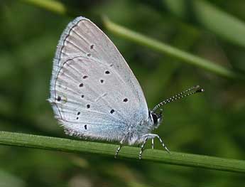 Cupido alcetas Hoffmsg adulte - �Philippe Mothiron