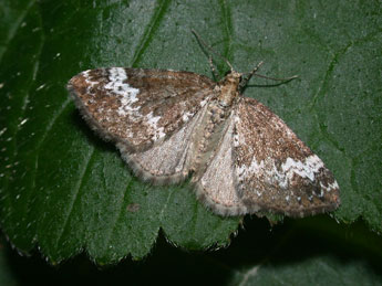 Perizoma alchemillata L. adulte - �Philippe Mothiron