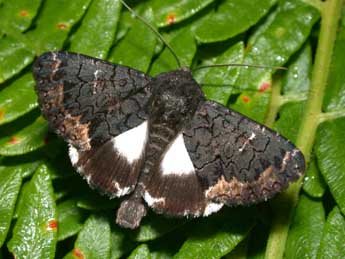 Catephia alchymista D. & S. adulte - �Philippe Mothiron