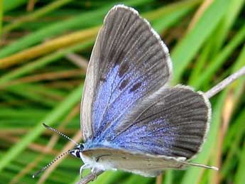 Phengaris alcon alcon D. & S. adulte - �Guillaume Doucet