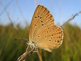 Phengaris alcon alcon D. & S. adulte - �Guillaume Doucet