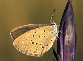 Phengaris alcon alcon D. & S. adulte - �Tristan Lafranchis