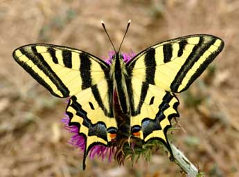 Papilio alexanor Esp. adulte - �Daniel Morel