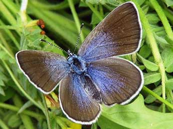 Glaucopsyche alexis Poda adulte - �Catherine Wellings