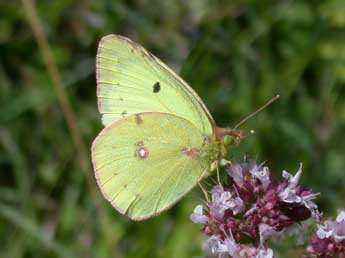 Colias alfacariensis Ribbe adulte - �Philippe Mothiron