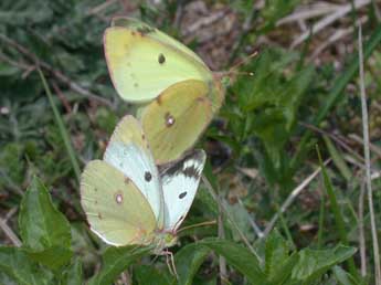 Colias alfacariensis Ribbe adulte - �Philippe Mothiron