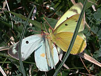 Colias alfacariensis Ribbe adulte - �Philippe Mothiron