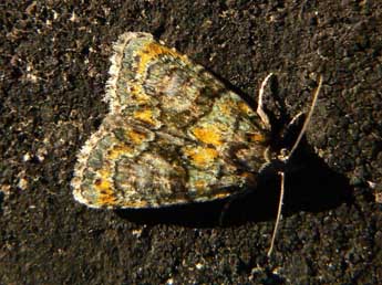 Cryphia algae F. adulte - �Olivier Pineau