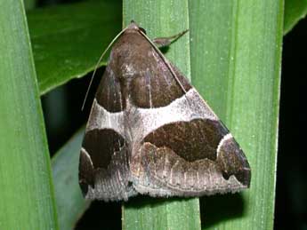 Dysgonia torrida Gn. adulte - �Philippe Mothiron