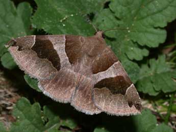 Dysgonia algira L. adulte - �Philippe Mothiron