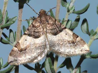 Antilurga alhambrata Stgr adulte - �Lionel Taurand