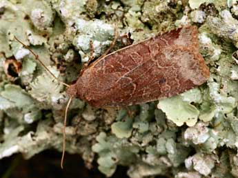 &copy;Daniel Morel. Conistra alicia Lajonq.