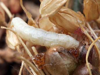  Chenille de Eupithecia alliaria Stgr - �Daniel Morel