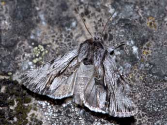 Calophasia almoravida Grasl. adulte - �J�r�me Barbut