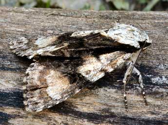 Acronicta alni L. adulte - �Daniel Morel