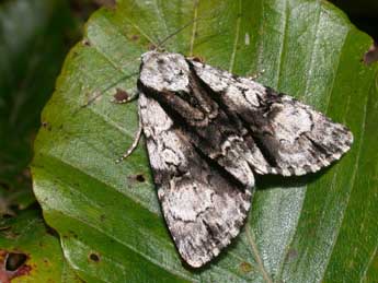 Acronicta alni L. adulte - �Philippe Mothiron