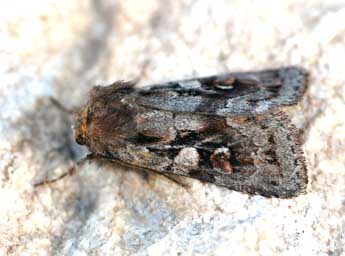 Xestia alpicola Zett. adulte - �Daniel Morel