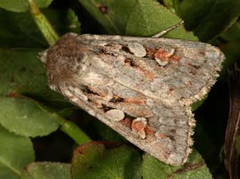 Xestia alpicola Zett. adulte - �Daniel Morel