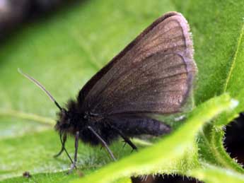 Psodos alpinata Scop. adulte - �Daniel Morel