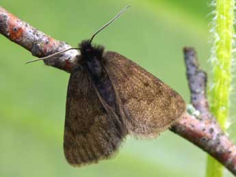 Psodos alpinata Scop. adulte - �Daniel Morel