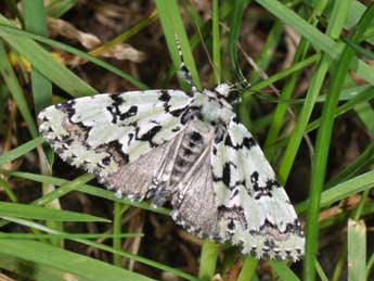 Moma alpium Osbeck adulte - �Philippe Mothiron