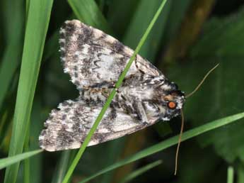 Moma alpium Osbeck adulte - �Philippe Mothiron