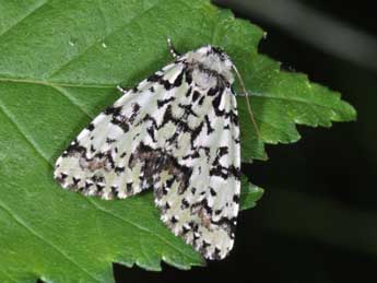 Moma alpium Osbeck adulte - �Philippe Mothiron