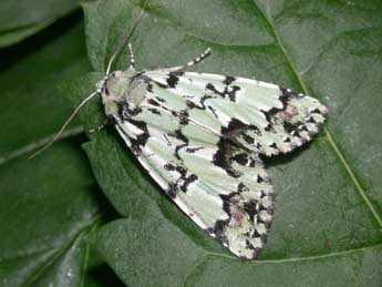 Moma alpium Osbeck adulte - �Philippe Mothiron