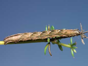  Chenille de Epirrhoe alternata M�ller - �Lionel Taurand