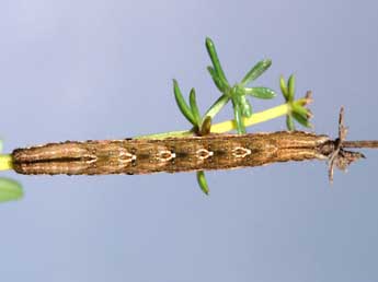  Chenille de Epirrhoe alternata M�ller - �Lionel Taurand