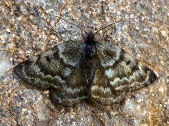 Psodos alticolaria Mn adulte - �Daniel Morel