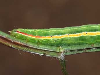  Chenille de Eucarta amethystina Hb. - �St�phane Grenier
