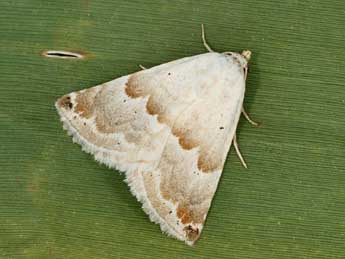 Eublemma amoena Hb. adulte - �Daniel Morel